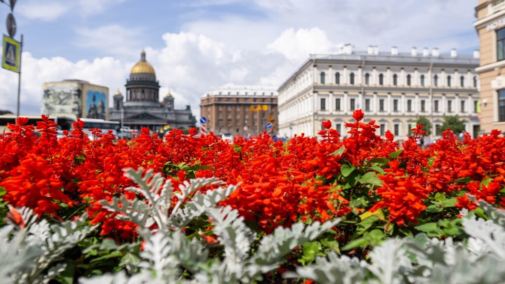 Flower in beautiful saint petersburg city