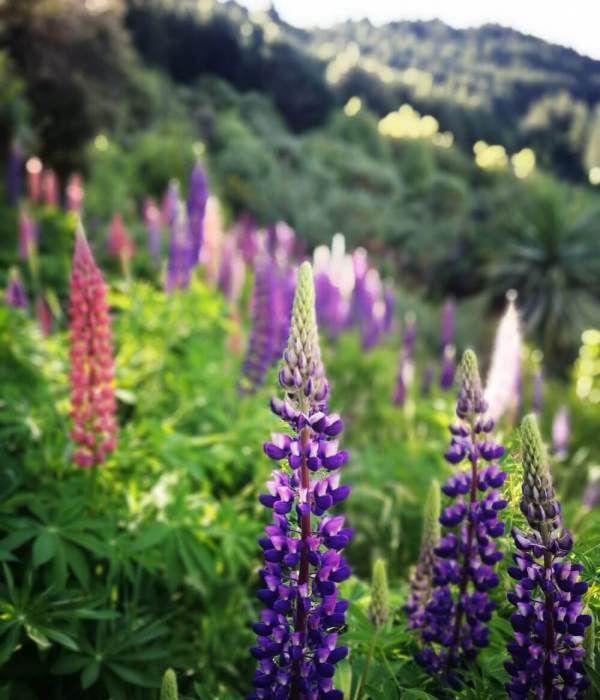 Lupin flowers