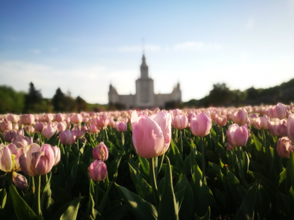 tulips moscow - Pure Odyssey Pink coloured tulip in Moscow