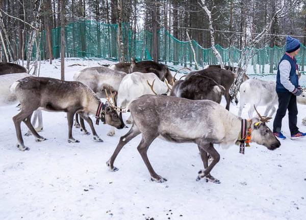 Reindeer farm in Saami Village